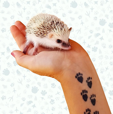 Hedgehog babies for sale JEAR_edited.jpg